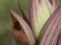 Serapias parviflora 17, Saxifraga-Jan van der Straaten
