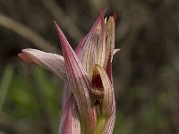 Serapias parviflora 18, Saxifraga-Willem van Kruijsbergen