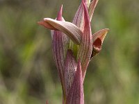 Serapias parviflora 20, Saxifraga-Willem van Kruijsbergen