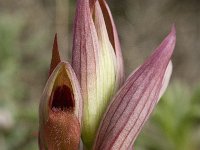 Serapias parviflora 21, Saxifraga-Willem van Kruijsbergen