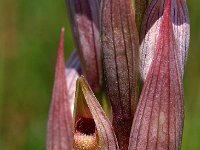 Serapias parviflora 22, Saxifraga-Hans Dekker