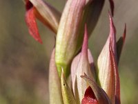 Serapias parviflora 23, Saxifraga-Hans Dekker