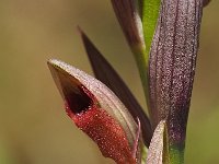 Serapias parviflora 25, Saxifraga-Hans Dekker