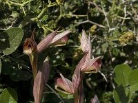 Serapias parviflora 3, Saxifraga-Willem van Kruijsbergen