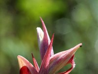 Serapias parviflora 4, Saxifraga-Jeroen Willemsen