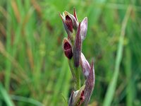 Serapias parviflora 6, Saxifraga-Jeroen Willemsen