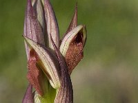 Serapias parviflora 7, Saxifraga-Willem van Kruijsbergen