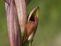 Serapias parviflora 8, Saxifraga-Willem van Kruijsbergen