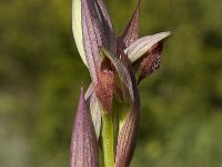 Serapias parviflora 9, Saxifraga-Willem van Kruijsbergen