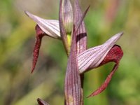 Serapias stricitflora 4, Saxifraga-Hans Dekker