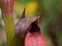 Serapias stricitflora 5, Saxifraga-Hans Dekker