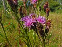Serratula tinctoria 12, Zaagblad, Saxifraga-Hans Grotenhuis