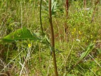 Serratula tinctoria 13, Zaagblad, Saxifraga-Hans Grotenhuis