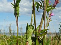 Serratula tinctoria 14, Zaagblad, Saxifraga-Hans Grotenhuis