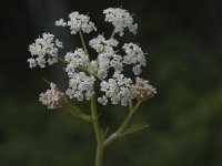 Seseli annuum ssp carvifolium 2, Saxifraga-Jan van der Straaten