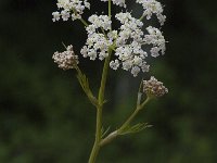 Seseli annuum ssp carvifolium 3, Saxifraga-Jan van der Straaten