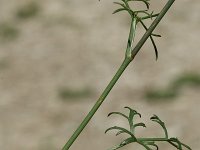 Seseli annuum ssp carvifolium 5, Saxifraga-Marijke Verhagen