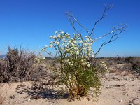 Seseli tortuosum 3, Saxifraga-Ed Stikvoort