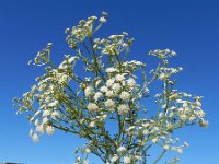 Seseli tortuosum 7, Saxifraga-Ed Stikvoort