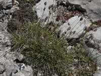 Sesleria caerulea 5, Blauwgras, Saxifraga-Willem van Kruijsbergen