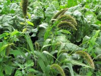 Setaria italica 1, Trosgierst, Saxifraga-Rutger Barendse