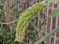 Setaria italica 3, Trosgierst, Saxifraga-Rutger Barendse