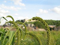 Setaria italica 4, Trosgierst, Saxifraga-Rutger Barendse