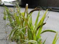 Setaria italica 5, Trosgierst, Saxifraga-Rutger Barendse