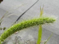 Setaria italica 6, Trosgierst, Saxifraga-Rutger Barendse