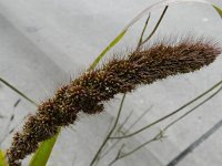 Setaria italica 7, Trosgierst, Saxifraga-Rutger Barendse