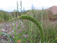 Setaria italica 8, Trosgierst, Saxifraga-Rutger Barendse