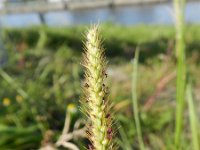 Setaria parviflora 3, Saxifraga-Rutger Barendse
