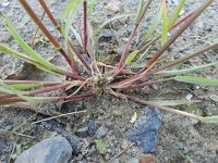 Setaria parviflora 5, Saxifraga-Rutger Barendse
