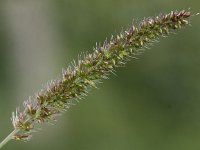 Setaria verticillata 2, Kransnaaldaar, Saxifraga-Peter Meininger