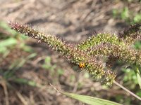 Setaria verticillata 3, Kransnaaldaar, Saxifraga-Rutger Barendse