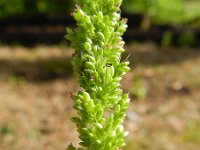 Setaria verticillata 5, Kransnaaldaar, Saxifraga-Rutger Barendse