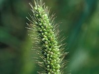 Setaria viridis, Green Bristle-grass