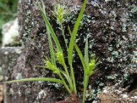 Setaria viridis 12, Groene naaldaar, Saxifraga-Rutger Barendse