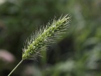 Setaria viridis 5, Groene naaldaar, Saxifraga-Peter Meininger