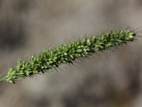 Setaria viridis 6, Groene naaldaar, Saxifraga-Peter Meininger