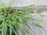Setaria viridis 8, Groene naaldaar, Saxifraga-Rutger Barendse