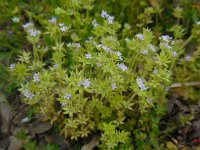 Sherardia arvensis 15, Blauw walstro, Saxifraga-Ed Stikvoort