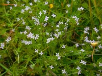 Sherardia arvensis 22, Blauw walstro, Saxifraga-Ed Stikvoort