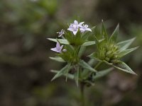 Sherardia arvensis 32, Blauw walstro, Saxifraga-Willem van Kruijsbergen (2)