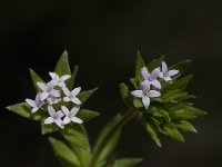 Sherardia arvensis 7, Blauw walstro, Saxifraga-Willem van Kruijsbergen