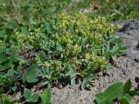 Sibbaldia parviflora 2, Saxifraga-Ed Stikvoort