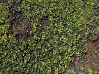 Sibbaldia parviflora 4, Saxifraga-Ed Stikvoort