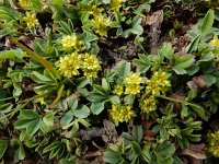 Sibbaldia parviflora 5, Saxifraga-Ed Stikvoort