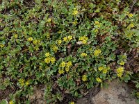 Sibbaldia parviflora 6, Saxifraga-Ed Stikvoort