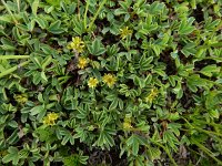 Sibbaldia parviflora 8, Saxifraga-Ed Stikvoort